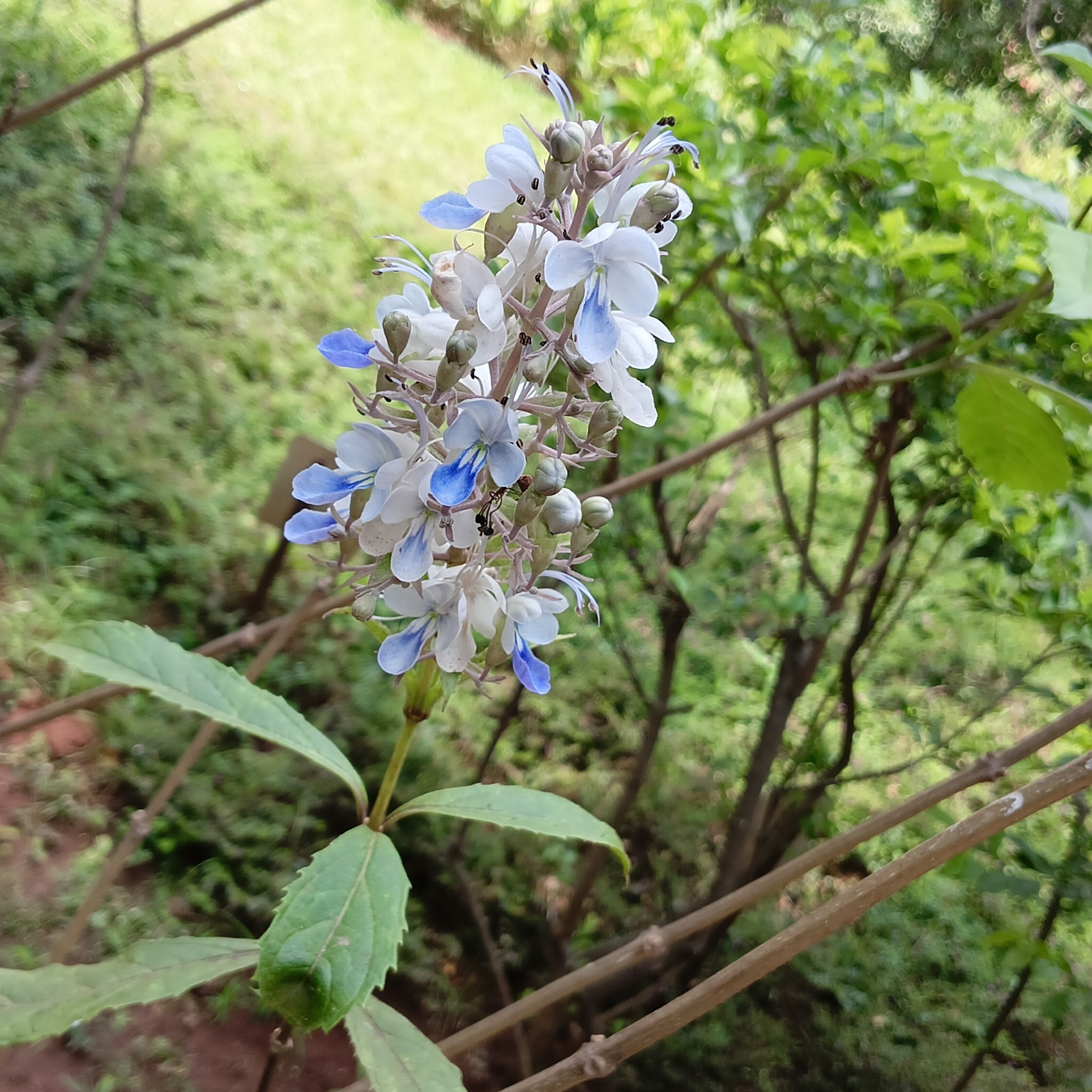 Imagem de Clerodendro