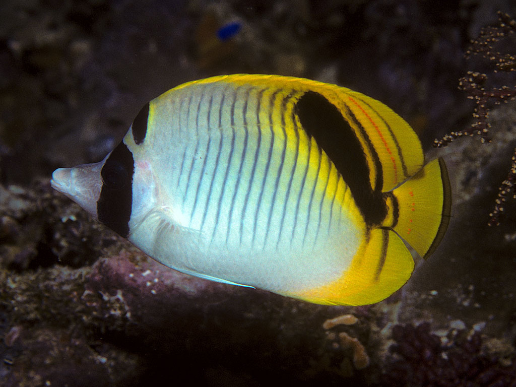 Pig-Face Butterflyfish