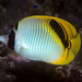 Spotnape Butterflyfish - Photo (c) BernardP, some rights reserved (CC BY-SA)