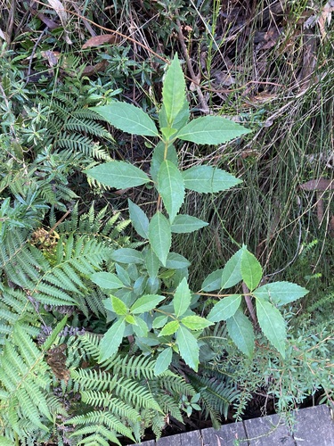 Image of Hedycarya angustifolia by (c) Thomas Mesaglio, some rights reserved (CC BY)