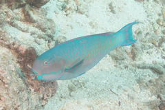 Chlorurus microrhinos