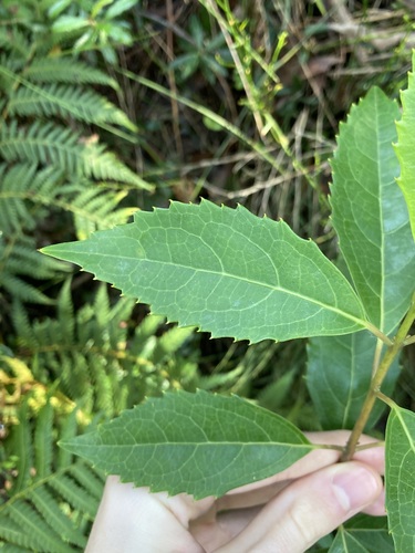 Image of Hedycarya angustifolia by (c) Thomas Mesaglio, some rights reserved (CC BY)