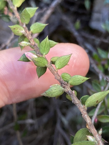 Image of Epacris reclinata by (c) Thomas Mesaglio, some rights reserved (CC BY)