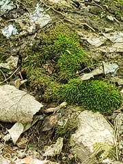 Bryopsida