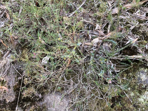 Image of Epacris reclinata by (c) Thomas Mesaglio, some rights reserved (CC BY)