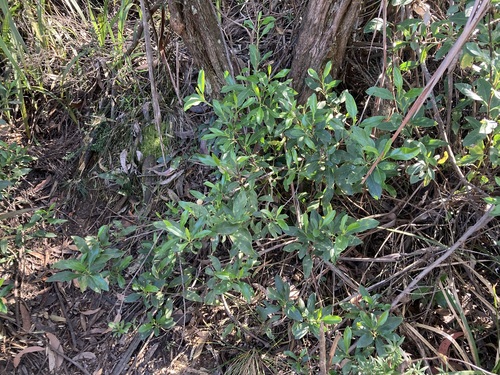 Image of Olearia elliptica by (c) Thomas Mesaglio, some rights reserved (CC BY)