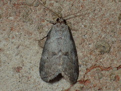 Hyperstrotia pervertens