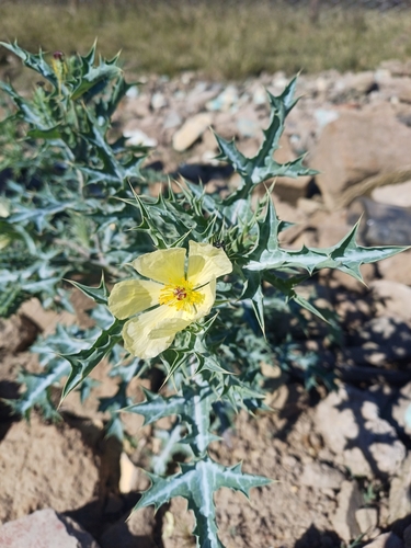 Mexican Poppy
