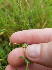 Trifolium variegatum