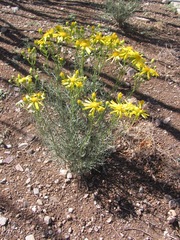 Senecio riddellii