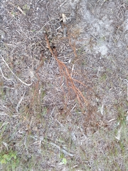 Annesorhiza macrocarpa