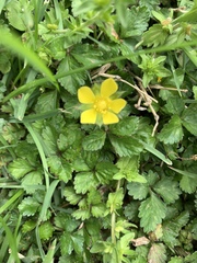 Waldsteinia fragarioides