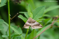 Bastilla arcuata