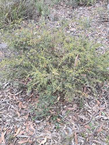 Image of Acacia aspera by (c) Rod Lowther, some rights reserved (CC BY)