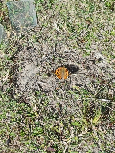 Painted Lady