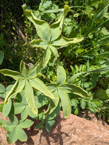 Image of Gymnospermium Alberti (Gymnospermium alberti) by (c) Evgeniy Meyke, some rights reserved (CC BY)