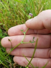 Trifolium variegatum