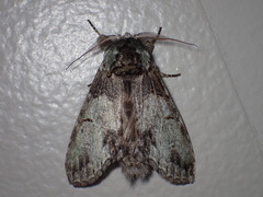 Macrurocampa marthesia