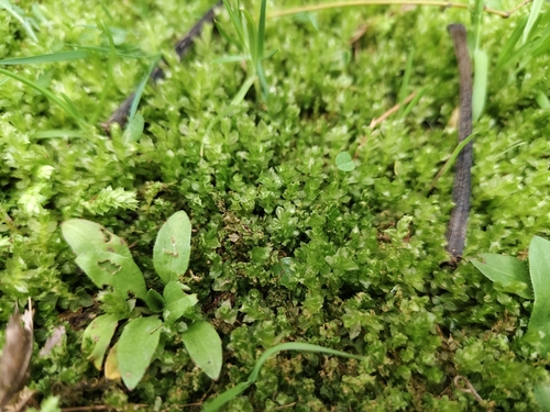 Plagiomnium acutum observed 2024-03-18