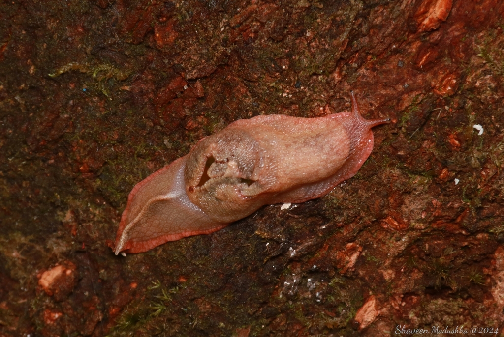 Ratnadvipia karui