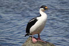 Leucocarbo georgianus