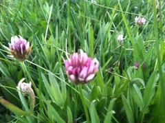 Trifolium longipes