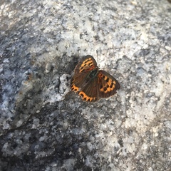 Lycaena phlaeas daimio
