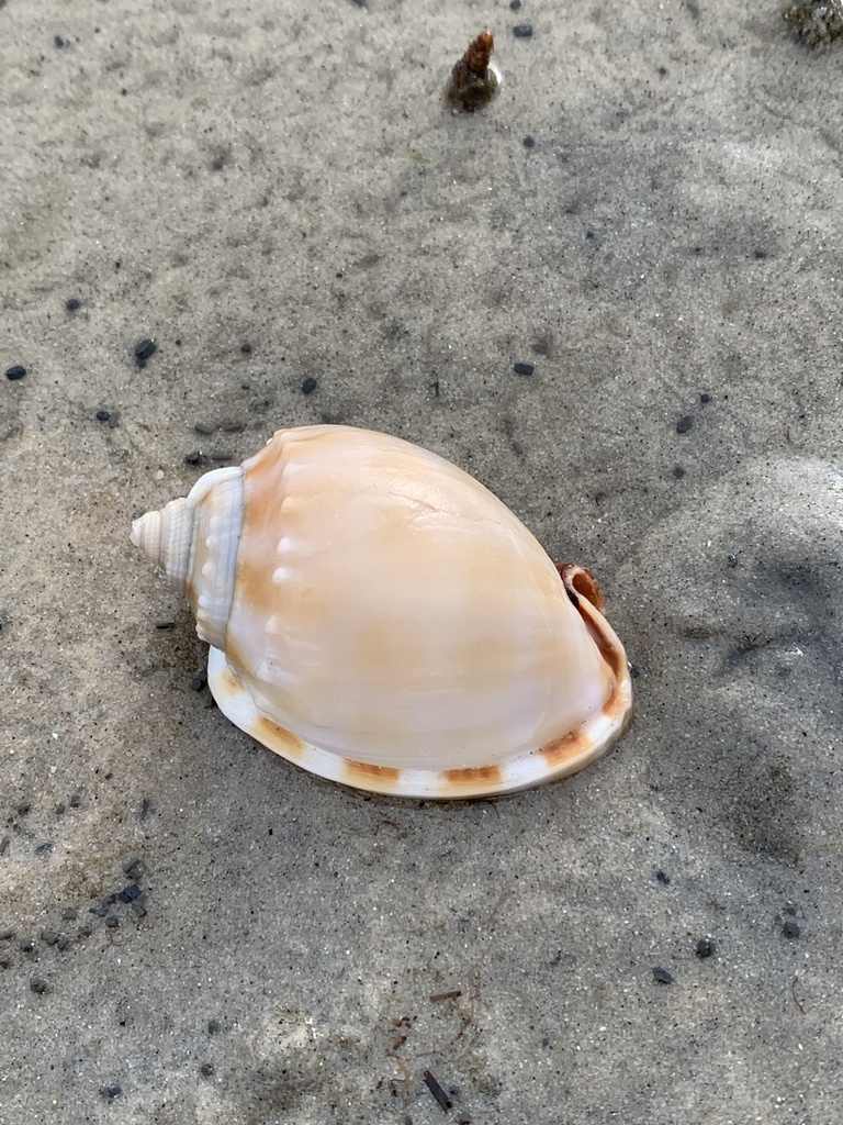 Banded Bonnet Snail from Coral Sea, Inskip, QLD, AU on April 26, 2024 ...
