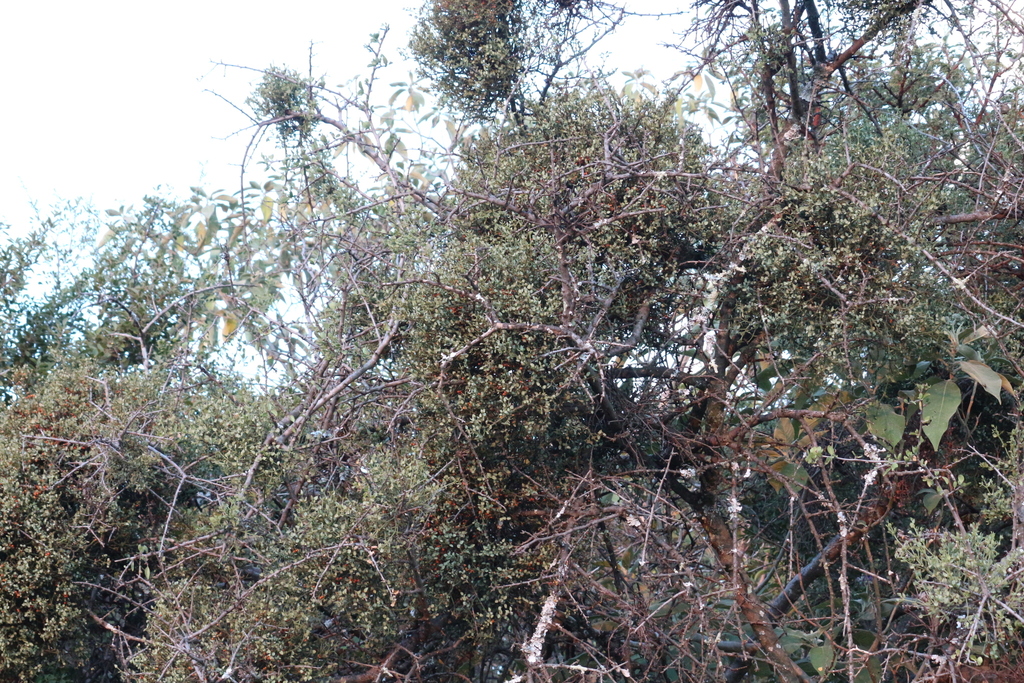 Redberry Mistletoe from Carletonville, 2499, South Africa on April 25 ...