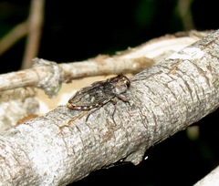 Chrysobothris femorata