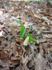 Uvularia puberula