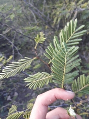 Vachellia aroma