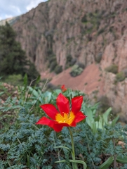 Tulipa vvedenskyi (Tulipa vvedenskyi)