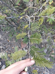 Vachellia aroma
