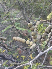 Vachellia aroma