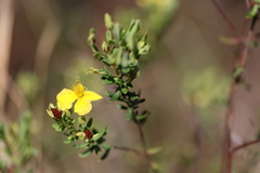 Hypericum microsepalum