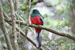 Narina Trogon photo 2
