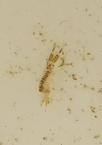 Stout-antenna Amphipod