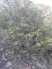 Vachellia aroma