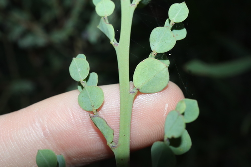 Image of Bossiaea rhombifolia by (c) Thomas Mesaglio, some rights reserved (CC BY)