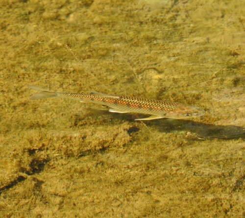 Malabar baril (Barilius gatensis) — Cyprinidae