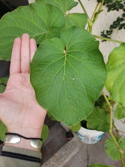 Piper auritum