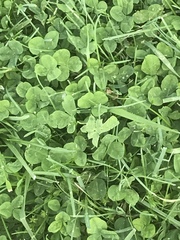 Trifolium repens