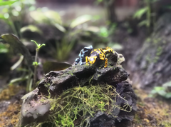 Dendrobates leucomelas