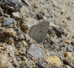 Celastrina ladon