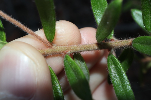 Image of Grevillea phylicoides by (c) Thomas Mesaglio, some rights reserved (CC BY)