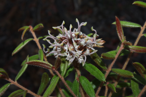 Image of Grevillea phylicoides by (c) Thomas Mesaglio, some rights reserved (CC BY)