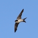 Western House Martin - Photo (c) Ian White, some rights reserved (CC BY-NC-SA)