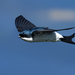 Western House Martin - Photo (c) Thomas Landgren, some rights reserved (CC BY-NC-ND)