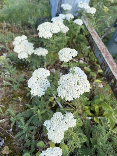 Yarrow (Achillea crithmifolia)